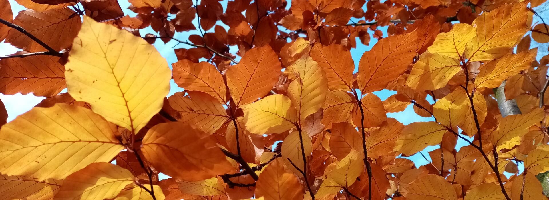 Podzimní prázdniny v Jičíně