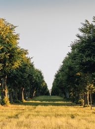 Die Lindenallee Jičín